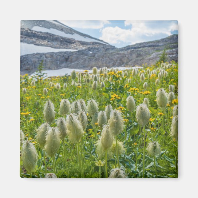 Western Pasqueflower | Ost-Kootenay-Berge Magnet (Vorne)