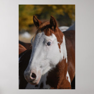 Western-Pferd Piebald Pinto Paint Poster Kunst Dru