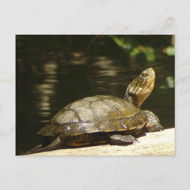 Western Pond Turtle Postcard Postkarte (Vorderseite)