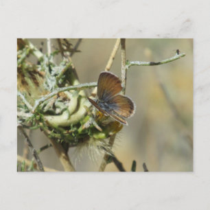 Western Pygmy Blue Butterfly Postcard Postkarte