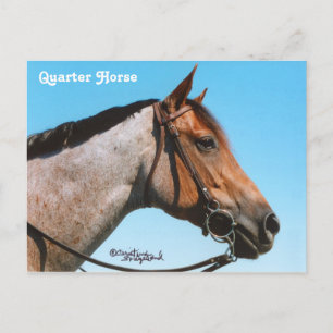 Western Quarter Horst Postkarte