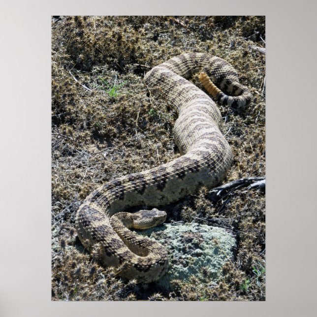 Western Rattlesnake Poster (Vorne)
