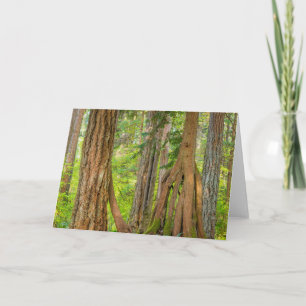 Western Red Cedar Tree Washington State Karte