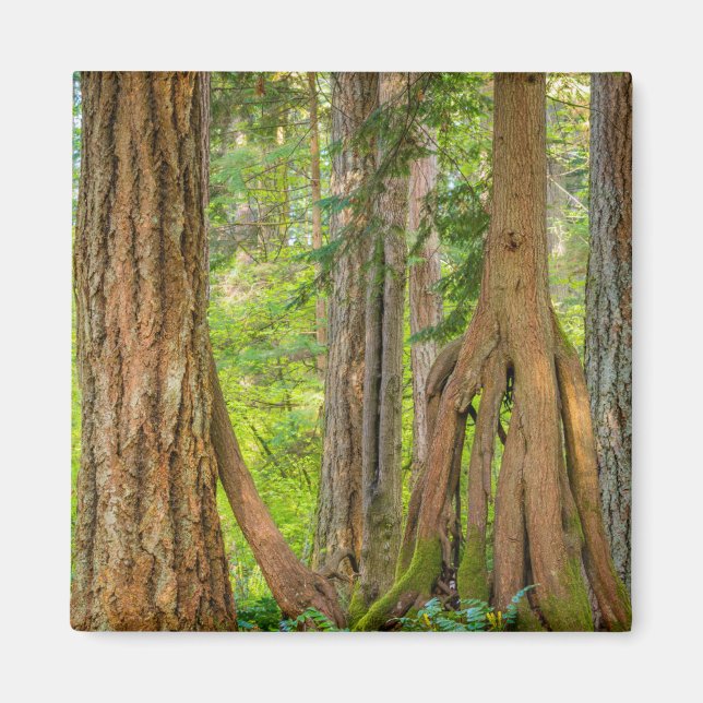 Western Red Cedar Tree | Washingtoner Staat Magnet (Vorne)