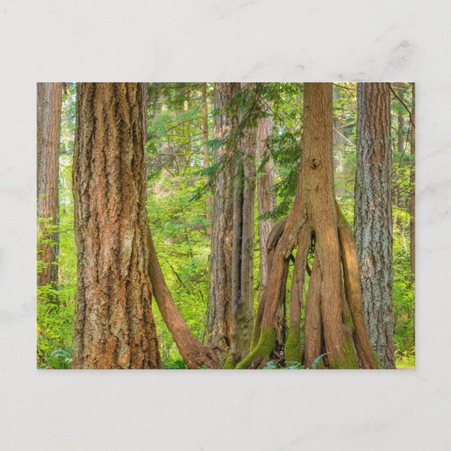 Western Red Cedar Tree | Washingtoner Staat Postkarte (Vorderseite)