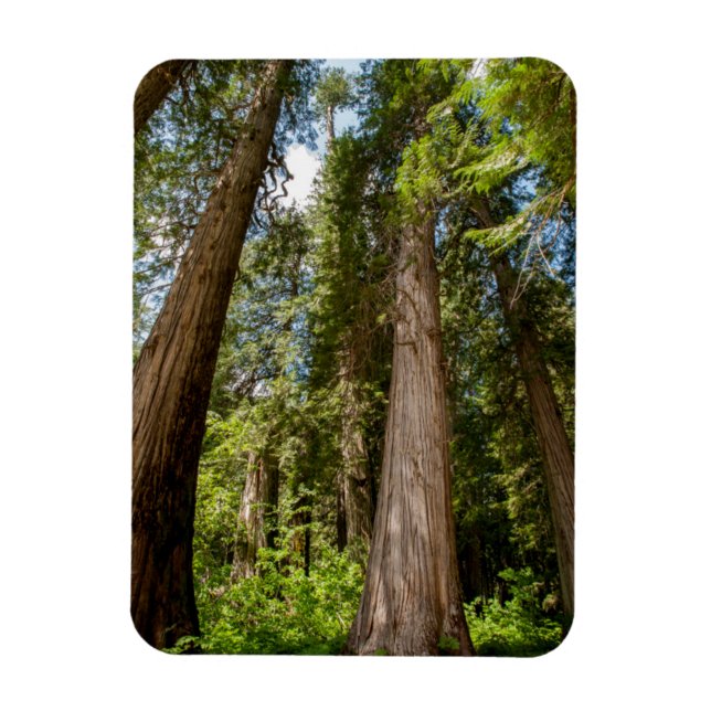 Western Red Cedar Trees Magnet (Vertikal)