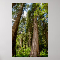 Western Red Cedar Trees