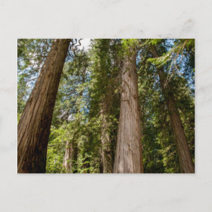 Western Red Cedar Trees Postkarte