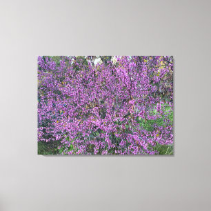 Western Redbud Leinwanddruck