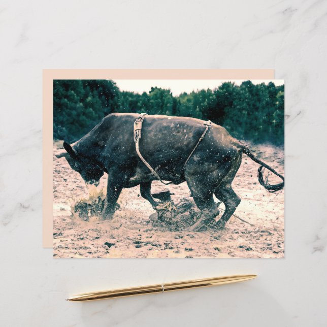 Western Rodeo Black Bull Country Cowboy Rustikal (Vorderseite/Rückseite Beispiel)