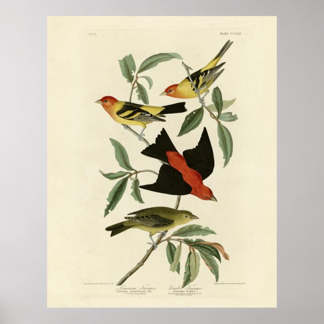 Western, Scarlet Tanagers Audubon Birds of America Poster (Vorne)