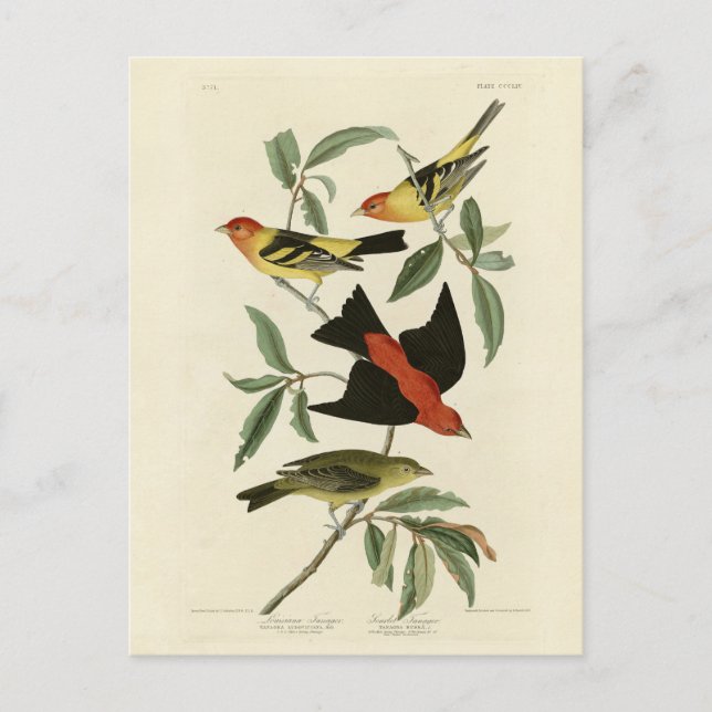 Western, Scarlet Tanagers Audubon Birds of America Postkarte (Vorderseite)