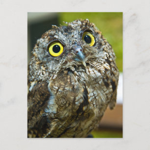 Western Screech Owl Nah-up Foto Postkarte