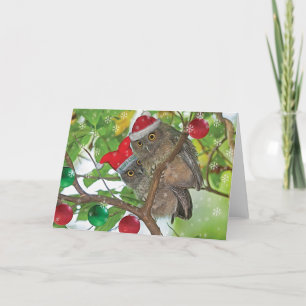 Western Screech Owls Weihnachten