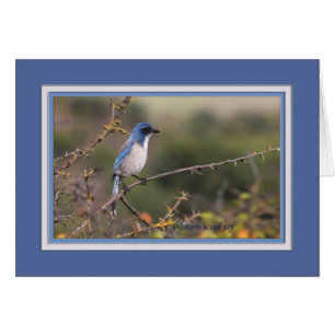Western_scrub_jay_1613