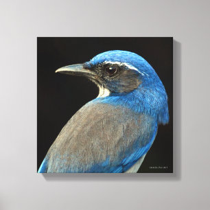 Western Scrub Jay Leinwanddruck