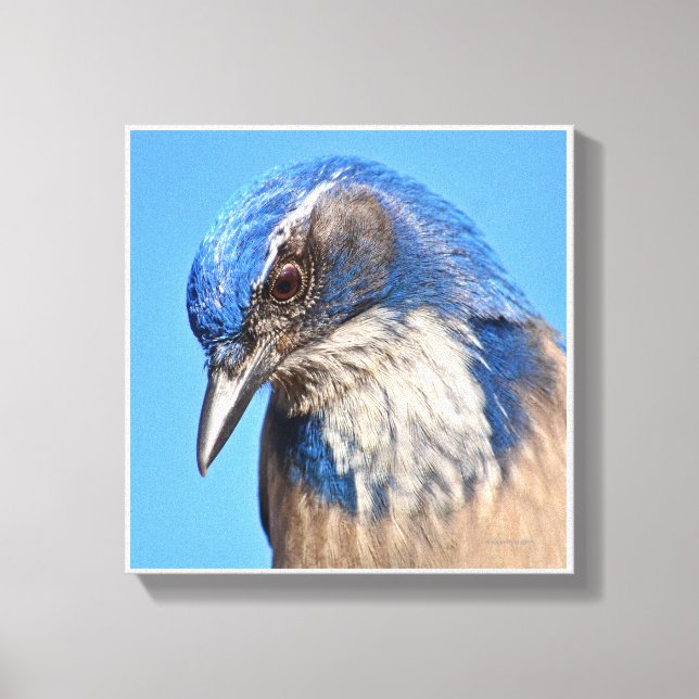 Western Scrub Jay Leinwanddruck (Vorderseite)