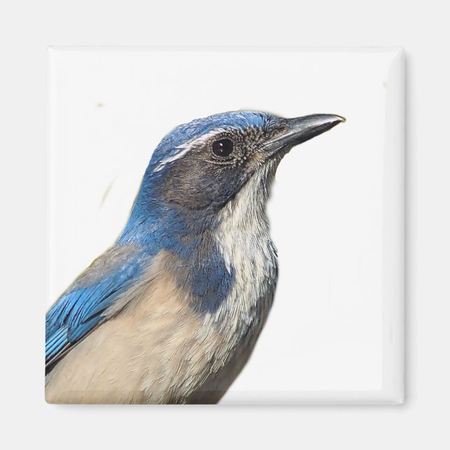 Western Scrub Jay Magnet (Vorne)