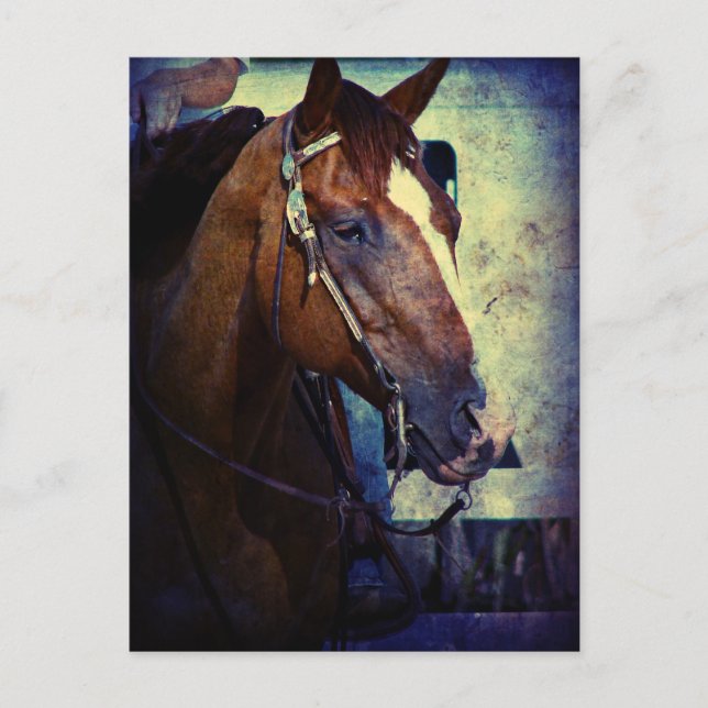 Western Sorrel Grunge Postkarte (Vorderseite)