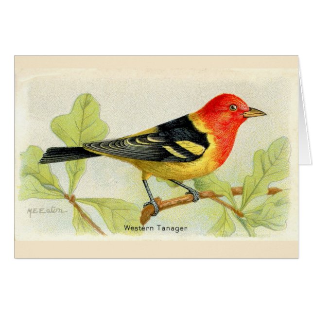 Western Tanager (Vorderseite (Horizontal))