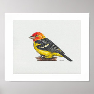 Western Tanager Art Print Poster
