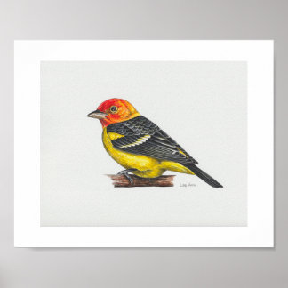 Western Tanager Art Print Poster