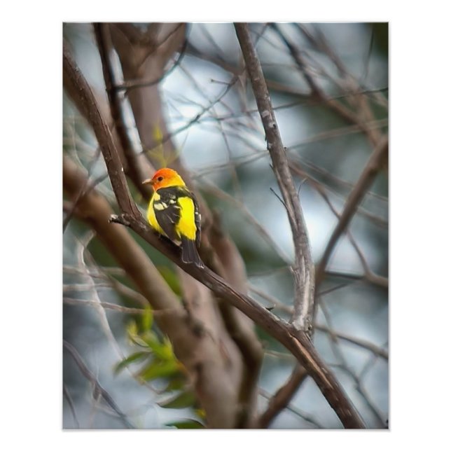 Western Tanager Fotodruck (Vorne)