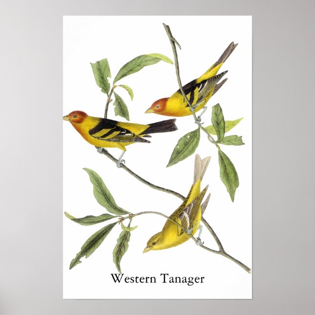 Western Tanager - John James Audubon Poster (Vorne)