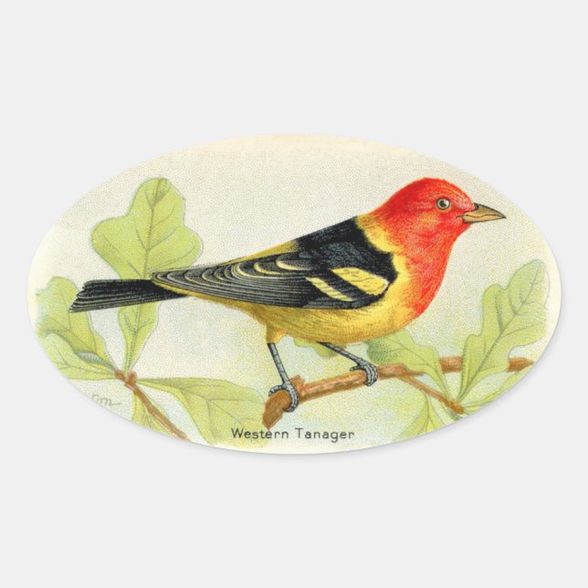Western Tanager Ovaler Aufkleber (Vorderseite)