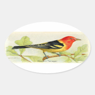 Western Tanager Ovaler Aufkleber
