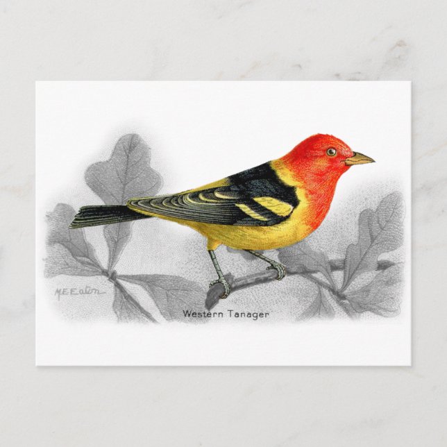 Western Tanager Postkarte (Vorderseite)