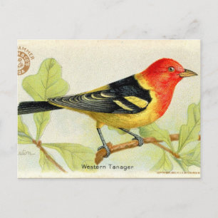 Western Tanager Postkarte