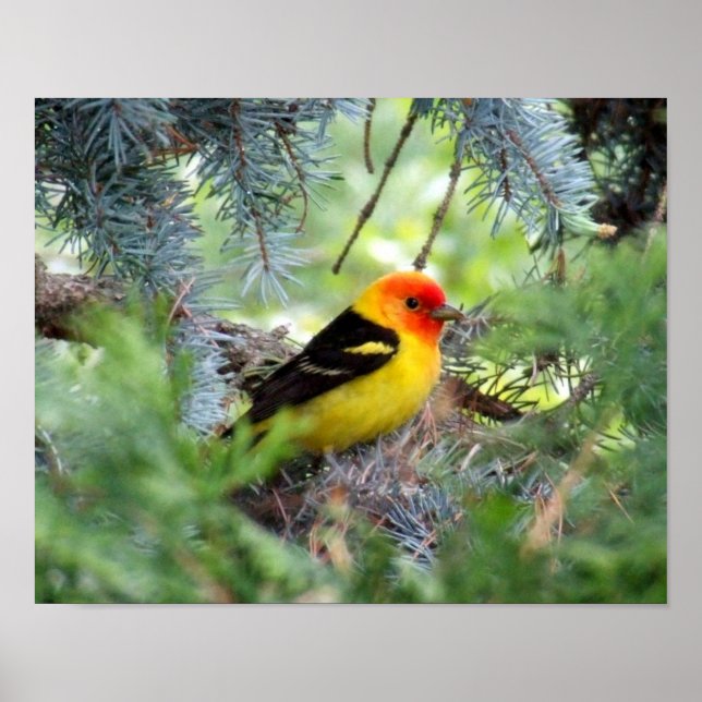 Western Tanager Print Poster (Vorne)