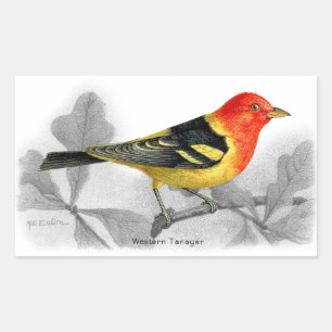 Western Tanager Rechteckiger Aufkleber