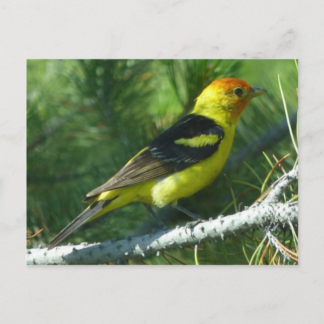 Western Tanager Vogel nahe Sicht Postkarte (Vorderseite)