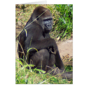 Western-Tiefland-Gorilla