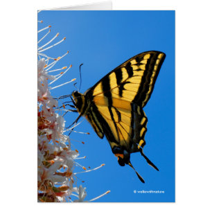 Western Tiger Frack Butterfly auf dem Buckeye