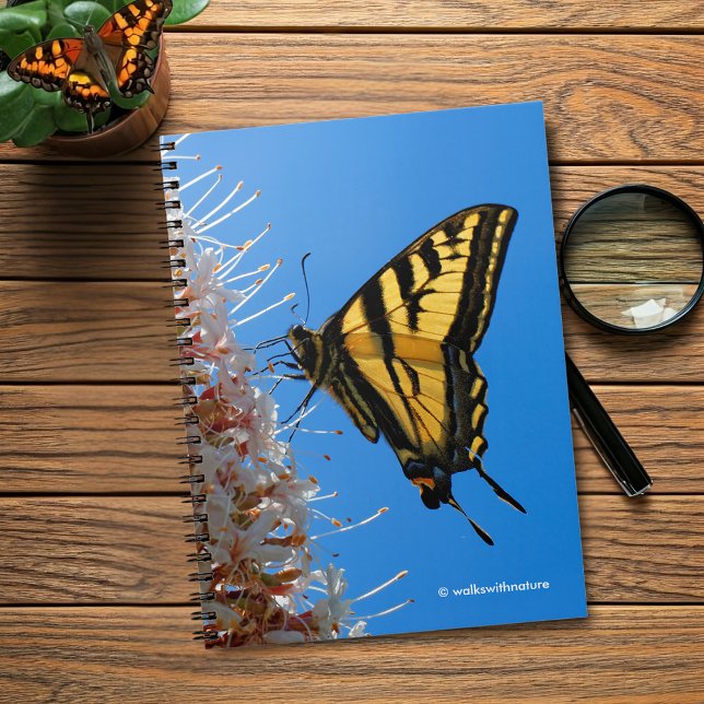 Western Tiger Frack Butterfly auf dem Buckeye Notizblock (Western Tiger Swallowtail Butterfly on the Buckeye Journal Cover Photo)