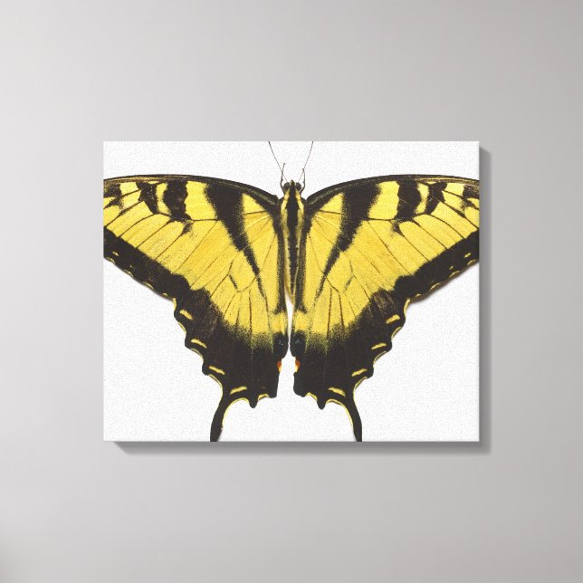 Western Tiger Frack Butterfly Leinwanddruck (Vorderseite)