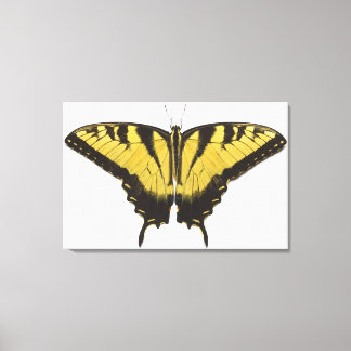 Western Tiger Frack Butterfly Leinwanddruck