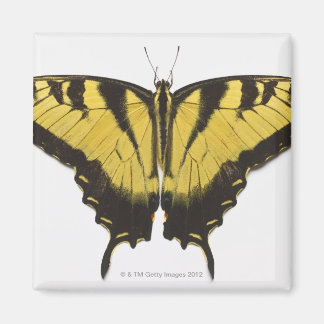 Western Tiger Frack Butterfly Magnet