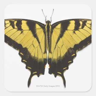 Western Tiger Frack Butterfly Quadratischer Aufkleber