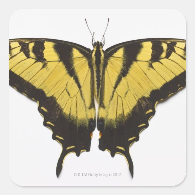 Western Tiger Frack Butterfly Quadratischer Aufkleber (Vorderseite)