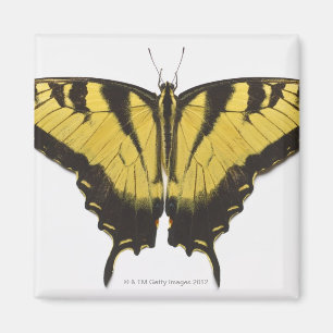 Western-Tiger-Frack-Schmetterling Magnet