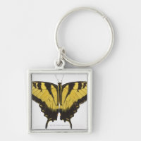 Western-Tiger-Frack-Schmetterling