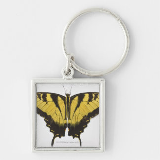 Western-Tiger-Frack-Schmetterling Schlüsselanhänger
