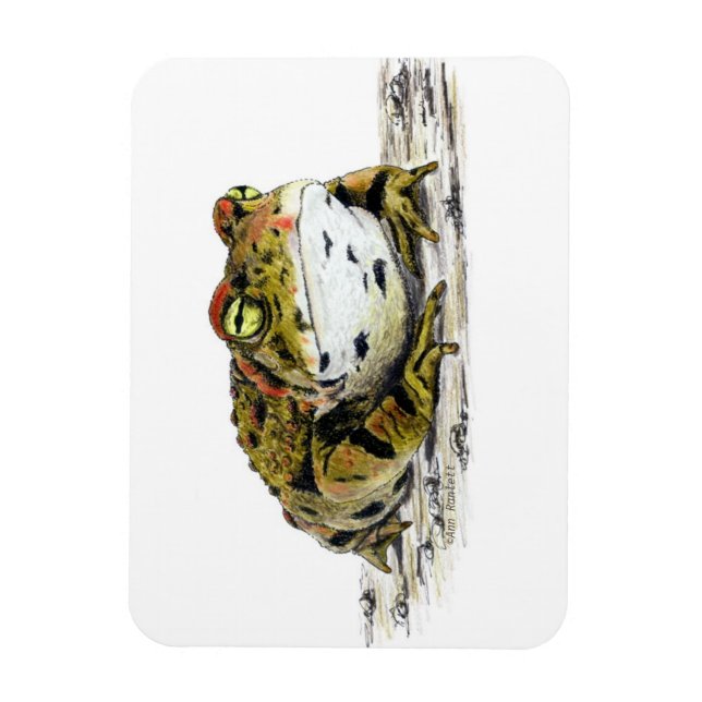 Western Toad Magnet (Vertikal)