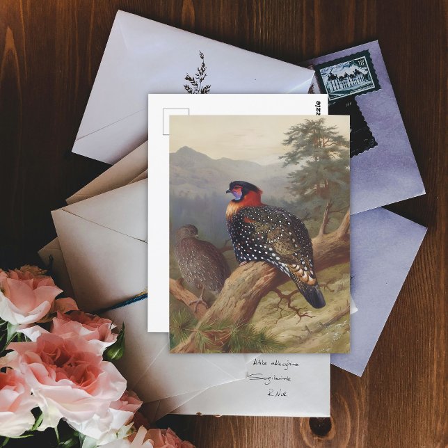 Western tragopan, Vogelbilder Postkarte (Von Creator hochgeladen)