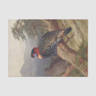 Western tragopan, Vogelbilder Seidenpapier