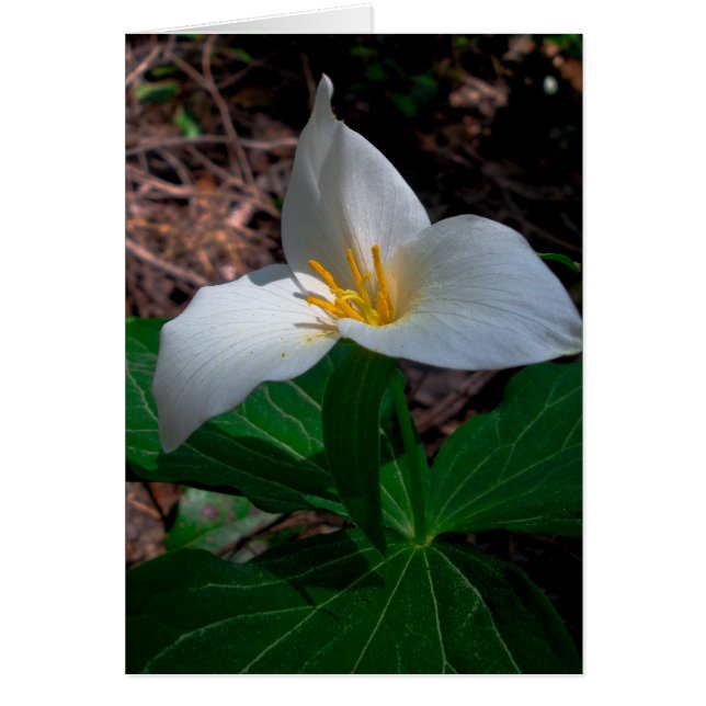 Western Trillium (Vorne)